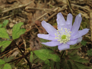 image-20120507143209.png